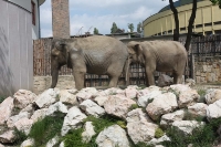 zoo-budapesta_34
