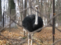 zoo-radauti-01
