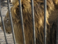 zoo-radauti-02