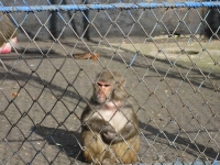 zoo-radauti-03