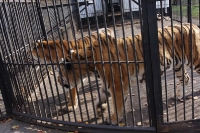 zoo-radauti-04