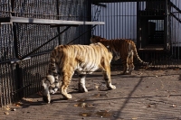 zoo-radauti-06