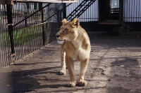 zoo-radauti-07