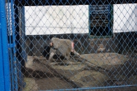 zoo-radauti-08