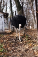 zoo-radauti-10