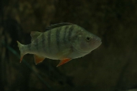 zoo_viena_04