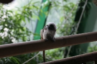 zoo_viena_08