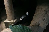 zoo_viena_09