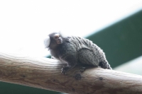 zoo_viena_10