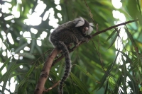 zoo_viena_11