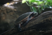 zoo_viena_12