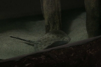 zoo_viena_13