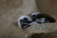 zoo_viena_14
