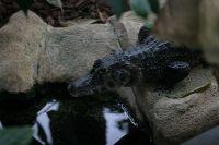 zoo_viena_15