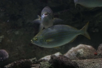 zoo_viena_16