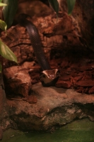 zoo_viena_17