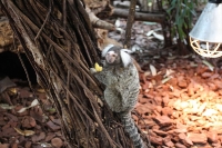 zoo_viena_22