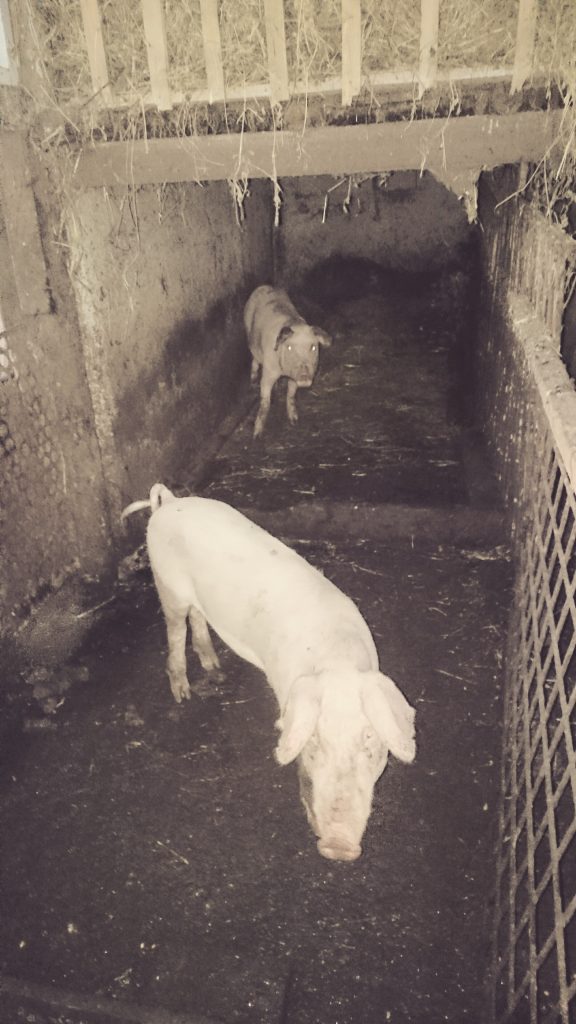 porc